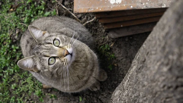 Portret Van Bezorgde Gestreepte Kat Met Groene Ogen Naar Boven — Stockfoto