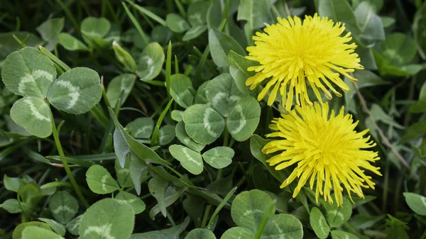 Två Gula Maskrosor Grön Klöver — Stockfoto