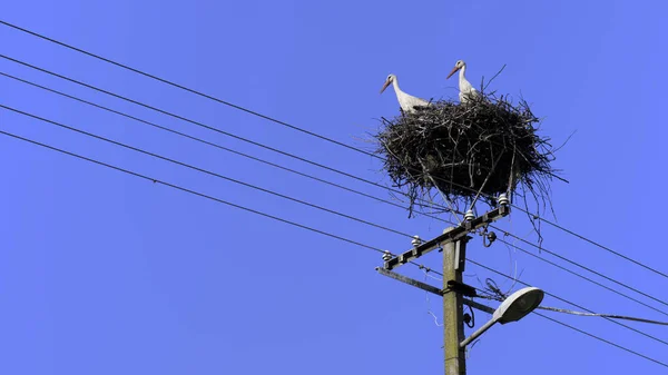 Två Storkfåglar Boet Stolpe — Stockfoto