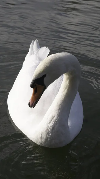 Ritratto Grazioso Cigno Bianco Sull Acqua — Foto Stock