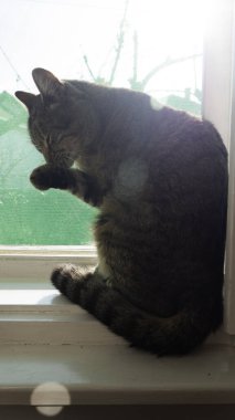 Bir kedi güneşli bir pencerede otururken patisini yalıyor..