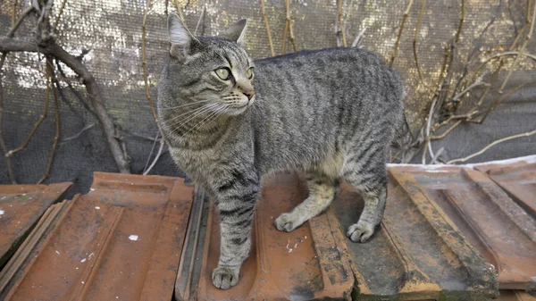 Gestreepte Kat Met Groene Ogen Tegels Tuin — Stockfoto