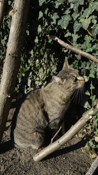 Tom Cat Sniffs Green Creeping Leaves — Stock Photo, Image