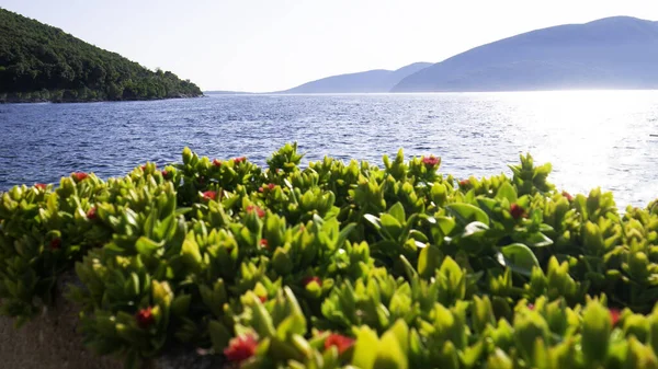Morski Tropikalny Krajobraz Górami Koncepcja Podróży Wakacyjnych Zatoka Kotor Czarnogóra — Zdjęcie stockowe