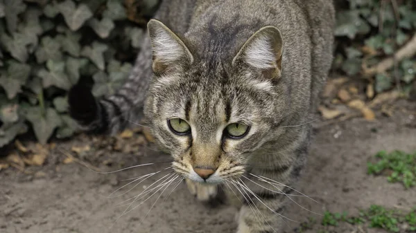 Dışarıda Yeşil Gözlü Bir Kedinin Portresi — Stok fotoğraf