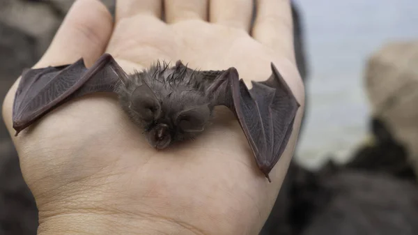 Baby Bat Woman Hand Egyptian Slit Faced Bat Nycteris Thebaican — стоковое фото