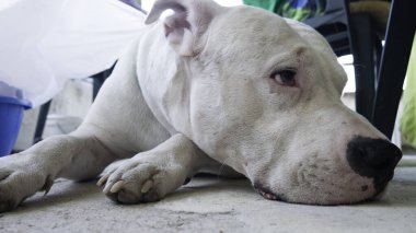 Köpek Dogo Argentino dinleniyor. Arjantin Mastiff 'i. Güzel beyaz köpek portresi.. 