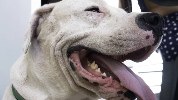 Smilende Hund Argentino Nær Portner Hvit Hund – stockfoto