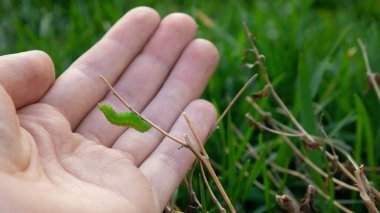 İnsan elinde bir tırtıl. Dalın üzerinde yeşil bir tırtıl.