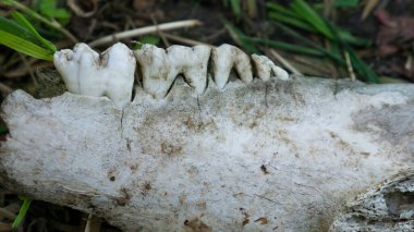 Çene kemiğindeki hayvan dişleri..