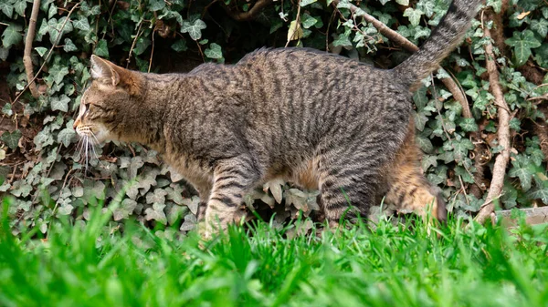 Kedi Yeşil Çimlerde Koşar — Stok fotoğraf