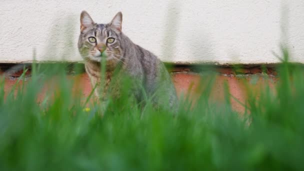 Полосатая Кошка Зеленой Траве — стоковое видео