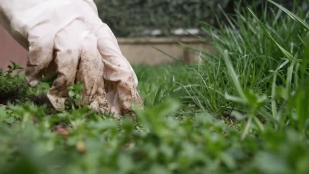 Tangan Sarung Tangan Plastik Putih Mempersiapkan Tanah Untuk Ditanami Dengan — Stok Video