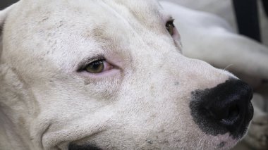 Beyaz bir köpek olan Dogo Argentino 'nun kapıcısı.