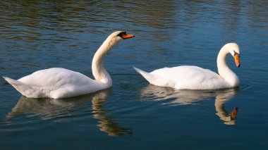 İki yetişkin beyaz kuğu nehirde yüzüyor..