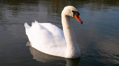 Sudaki beyaz bir kuğunun portresi.