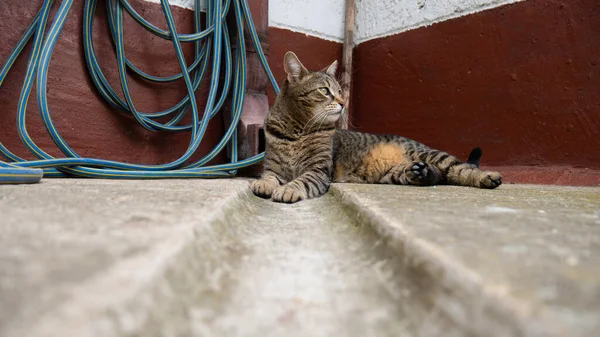 Gato Felino Deitado Lado Casa — Fotografia de Stock
