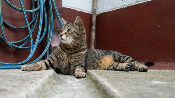 Grande Gatto Sdraiato Sul Cortile Cemento Della Casa — Foto Stock