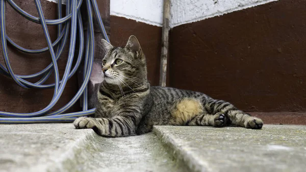 Feline Kat Liggend Betonnen Binnenplaats Van Het Huis — Stockfoto