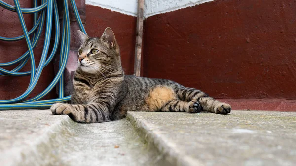Katze Liegt Auf Dem Betonhof Des Hauses — Stockfoto