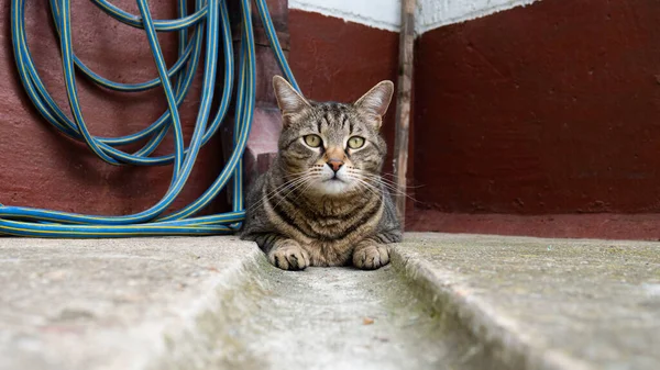 Tom Kočka Ležící Betonovém Dvorku Domu — Stock fotografie