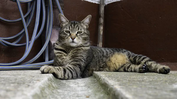 콘크리트 마당에 줄무늬 고양이 — 스톡 사진