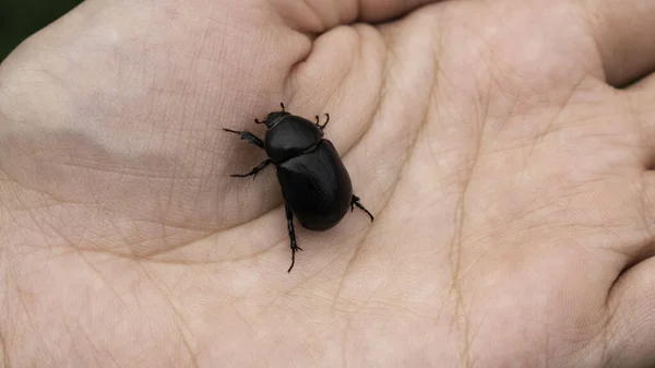 Coléoptère Rhinocéros Noix Coco Oryctes Rhinoceros Gros Insecte Noir Dans — Photo