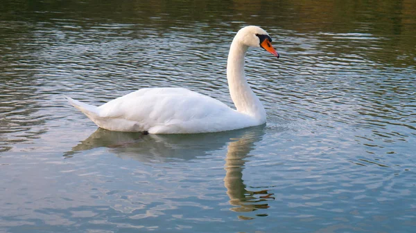 Cisne Blanco Agua Reflejo —  Fotos de Stock