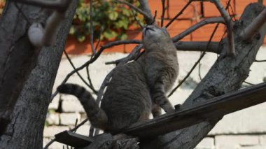 Ağaçta bir kedi, kuşları izliyor ve pirelerden ve kenelerden kendini tırmalıyor.