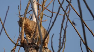 Ağaçta bir kedi kuş avlar..