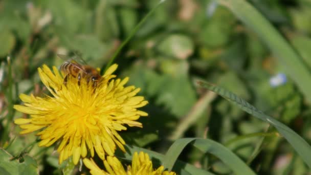 蜂は緑の芝生の黄色のタンポポから花粉を収集します — ストック動画