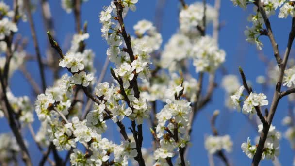 Weiße Blüten Der Baumkrone Mit Bienen Die Pollen Sammeln — Stockvideo