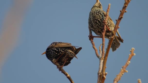 İki Starling (Sturnus vulgaris) ağaç dalları üzerinde.