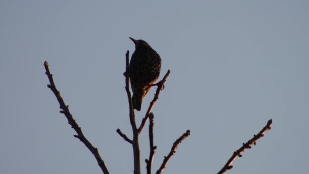 L'étourneau s'envole d'un arbre au petit matin ou au crépuscule .