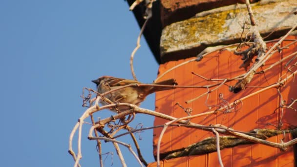 Moineau Sur Les Branches Rampant Qui Grimpe Les Briques Maison — Video