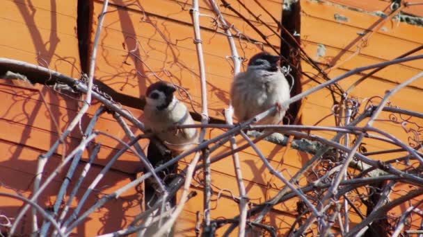 Two Sparrows Branches Creeper Chirp — Stock Video