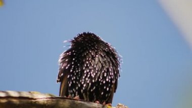 Starling (Sturnus vulgaris) ağaç dallarıyla kendini temizler..