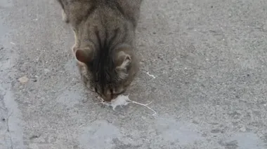 Çizgili bir kedi, sokakta kuş pisliği kokusu alıyor.