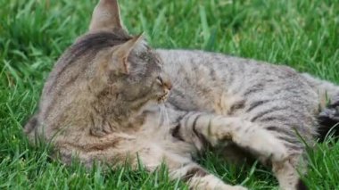 Çizgili kedi yeşil çimenlerde yatar ve kendini temizler.