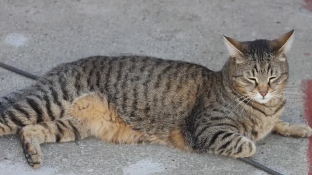 Gato Rayas Gordas Está Acostado Durmiendo Siesta — Vídeo de stock