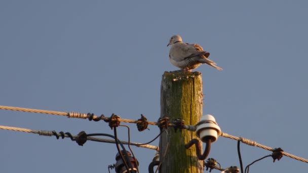 Duif Vloog Bij Zonsondergang Van Houten Paal — Stockvideo