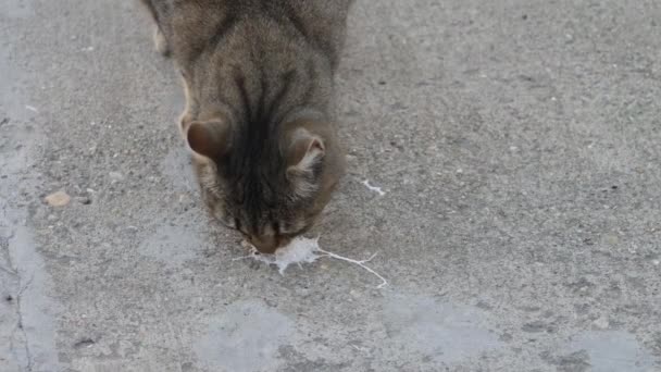 줄무늬 고양이 거리에서 배설물 냄새를 — 비디오