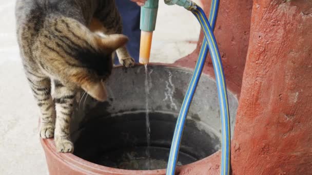 Funny Striped Cat Tries Catch Water Leaking Yard Drinking Fountain — Stock Video