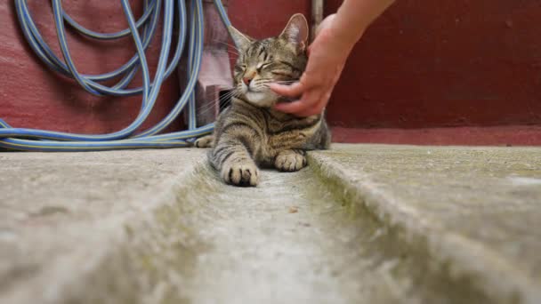 Χέρι Μιας Γυναίκας Χαϊδεύει Μια Ψεύτρα Γάτα — Αρχείο Βίντεο
