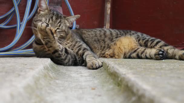 Die Gestreifte Katze Legt Sich Hin Und Putzt Ihre Pfoten — Stockvideo