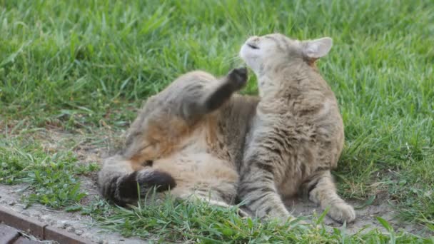 Кошка Лежит Траве Чешет Шею Кошачья Царапина Аллергия Домашних Животных — стоковое видео