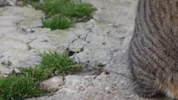 一只带条纹的猫的移动尾巴 — 图库视频影像