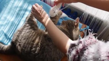 Dişi sahibinin elleri, perdeyi kedinin pençesinden ayırır..