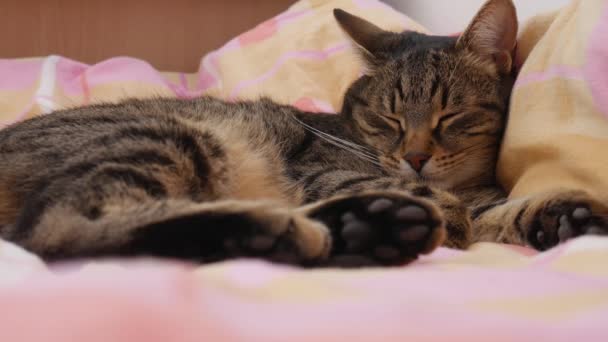 Tom Katt Sover Bekväm Säng — Stockvideo