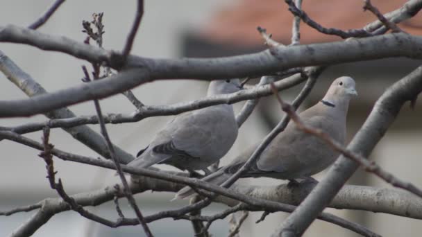 Deux Colombes Sur Les Branches Nues Noix Début Printemps — Video